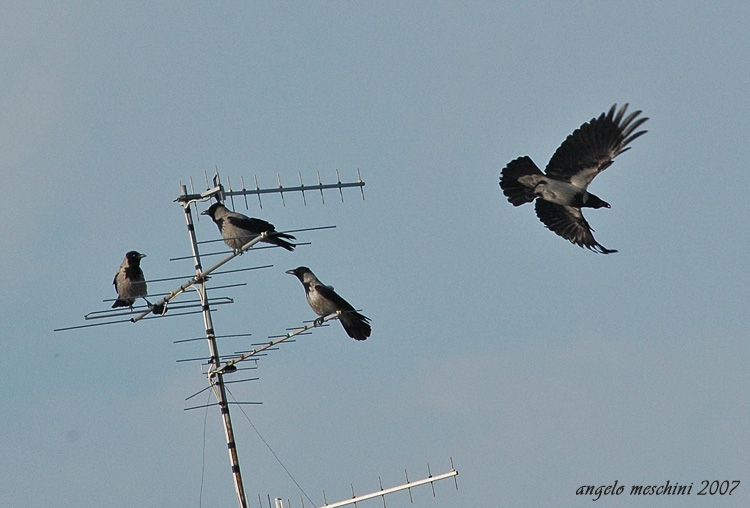 Cornacchia grigia - Corvus corone cornix